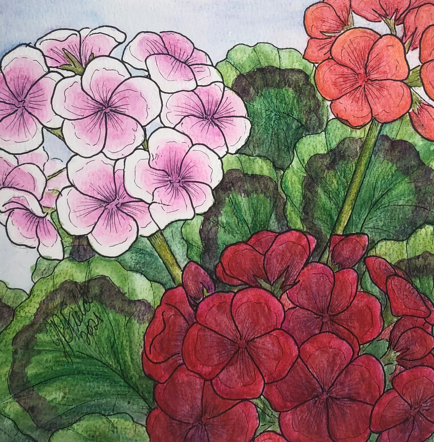 Geraniums from Blossoms & Blooms Vol 1